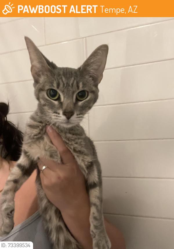 Found/Stray Female Cat last seen Mcklintock & Apache, Tempe, AZ 85281