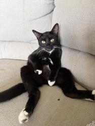 Lost Male Cat last seen N. Territorial and Gotfredson, Salem Township, MI 48170