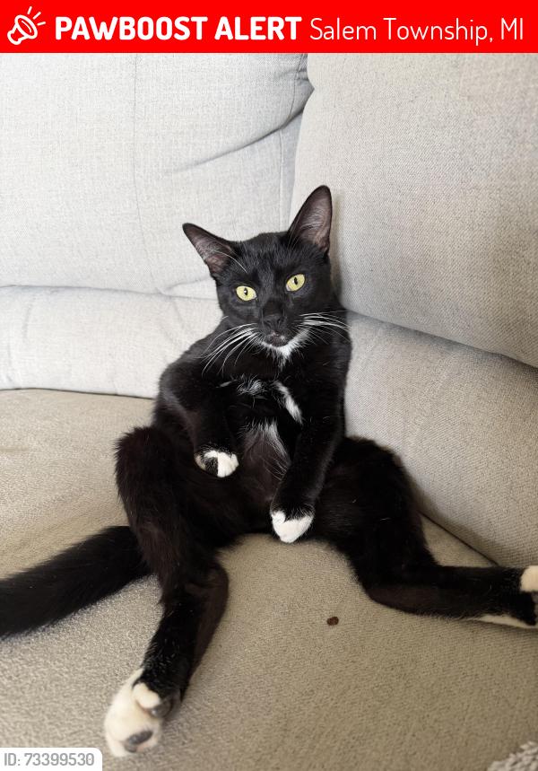 Lost Male Cat last seen N. Territorial and Gotfredson, Salem Township, MI 48170