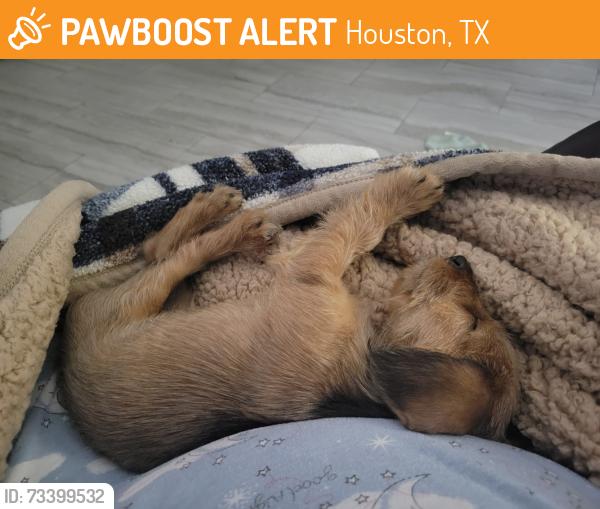 Found/Stray Male Dog last seen Block away from Rig church, Houston, TX 77047