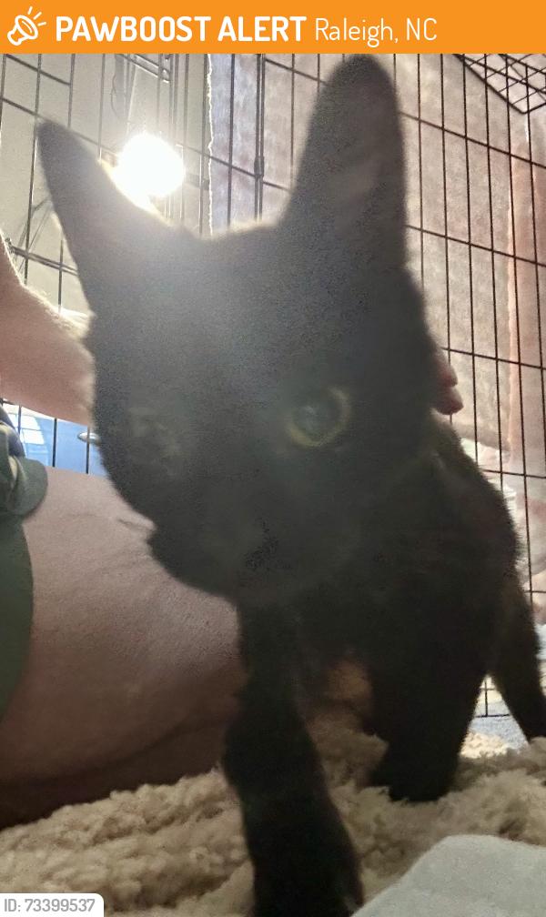 Found/Stray Male Cat last seen Six Forks Rd and Chesterbrook Ct, Cambridge apmts, Raleigh, NC, Raleigh, NC 27615