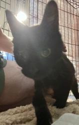 Found/Stray Male Cat last seen Six Forks Rd and Chesterbrook Ct, Cambridge apmts, Raleigh, NC, Raleigh, NC 27615