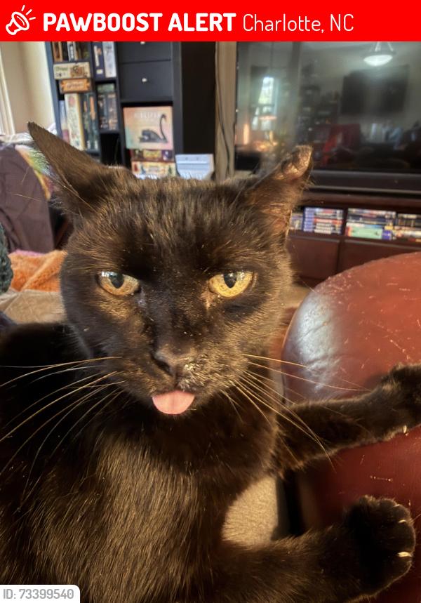 Lost Female Cat last seen Sky Dr & Bon-Rea, Charlotte, NC 28226