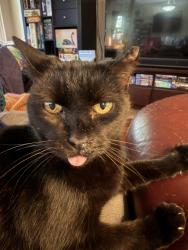 Lost Female Cat last seen Sky Dr & Bon-Rea, Charlotte, NC 28226