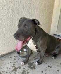Lost Male Dog last seen Mirage way, Palmdale, CA 93551