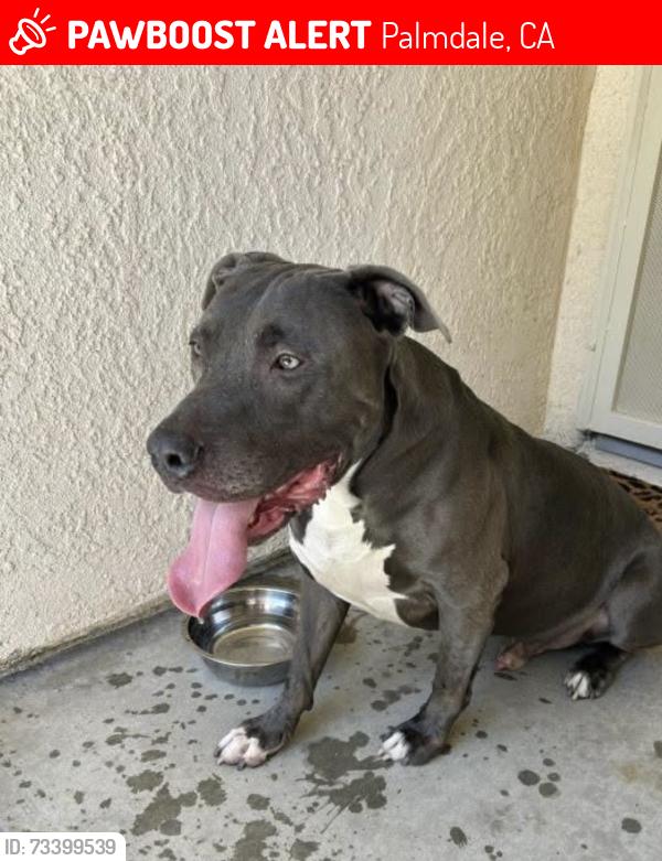 Lost Male Dog last seen Mirage way, Palmdale, CA 93551