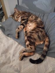 Lost Male Cat last seen Edgewood Place and Edgewood Drive, Oceanside, CA 92054