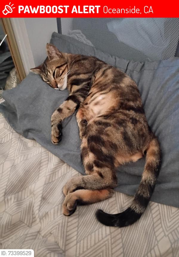 Lost Male Cat last seen Edgewood Place and Edgewood Drive, Oceanside, CA 92054