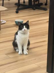 Found/Stray Unknown Cat last seen Flanders, San Diego, CA 92121