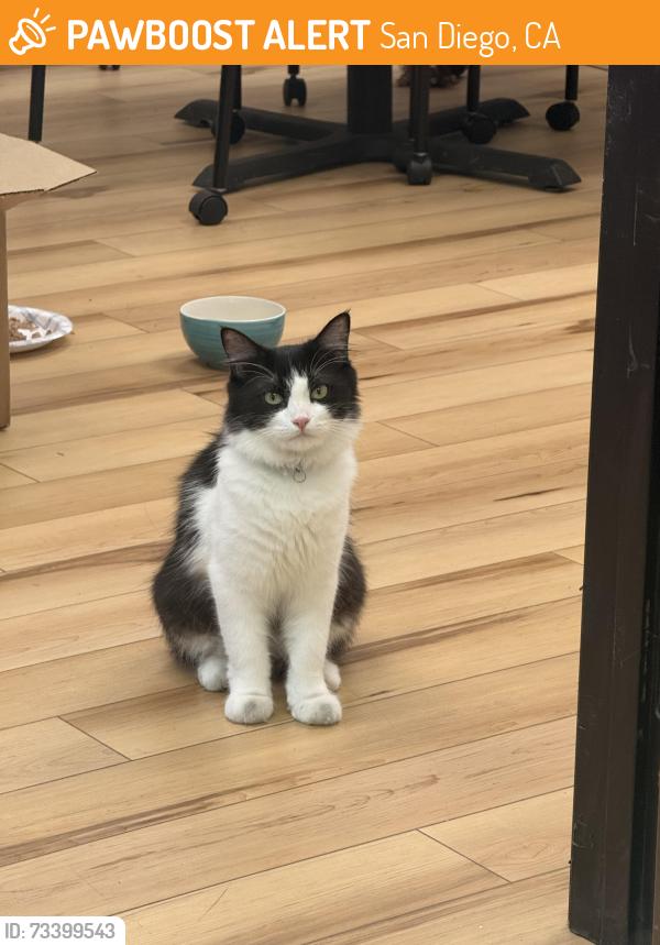 Found/Stray Unknown Cat last seen Flanders, San Diego, CA 92121