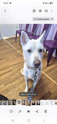 Reunited Male Dog last seen Laramie park, Skokie, IL 60077