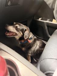 Found/Stray Male Dog last seen Ridgefield Drive, Floyd County, GA 30173