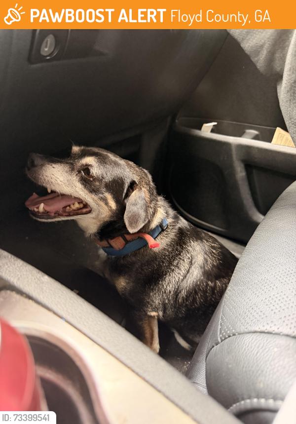 Found/Stray Male Dog last seen Ridgefield Drive, Floyd County, GA 30173
