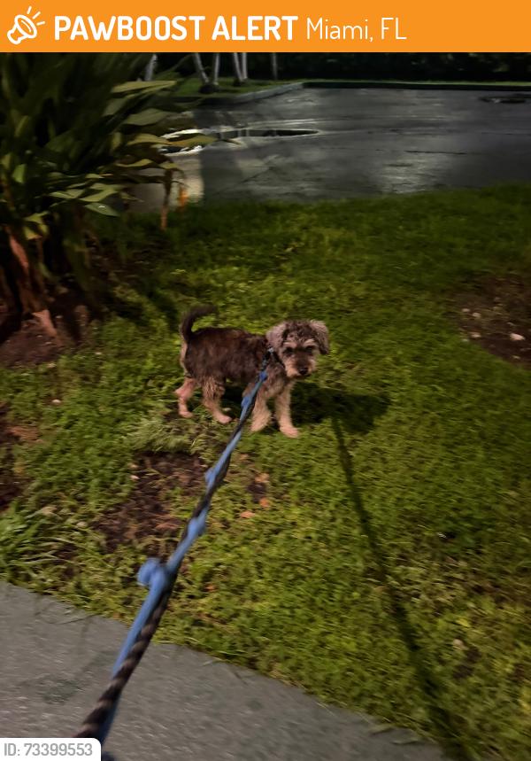 Found/Stray Male Dog last seen Near NW 135th St, Opa-locka, FL 33167, Miami, FL 33167