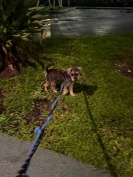Found/Stray Male Dog last seen Near NW 135th St, Opa-locka, FL 33167, Miami, FL 33167