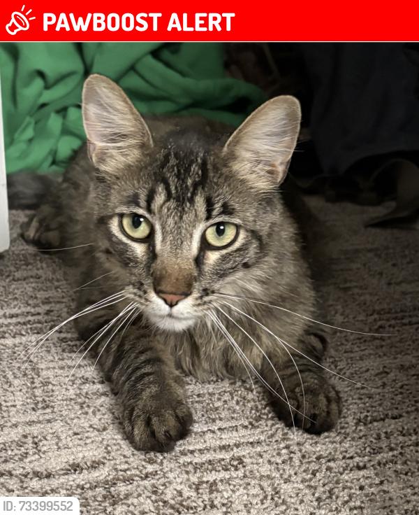 Lost Male Cat last seen Last seen around Highland apmts., Cottonwood Heights, UT 84121