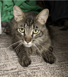 Lost Male Cat last seen Last seen around Highland apmts., Cottonwood Heights, UT 84121