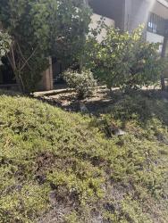 Found/Stray Unknown Cat last seen Psychology East Building, UCSB Library, Santa Barbara, CA 93117