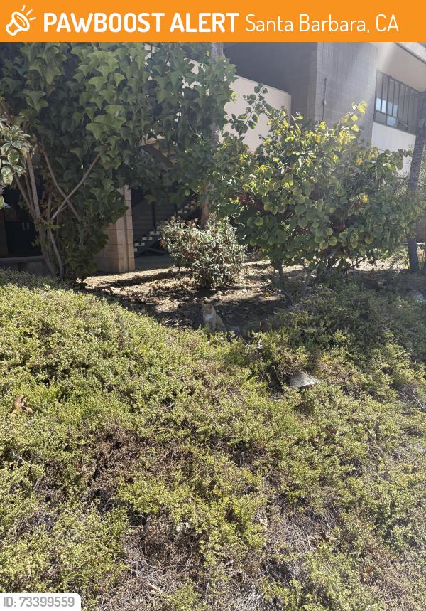 Found/Stray Unknown Cat last seen Psychology East Building, UCSB Library, Santa Barbara, CA 93117
