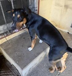 Found/Stray Male Dog last seen Dutch bros, Stockton, CA 95210