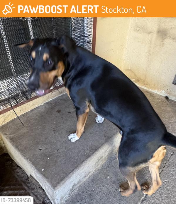 Found/Stray Male Dog last seen Dutch bros, Stockton, CA 95210