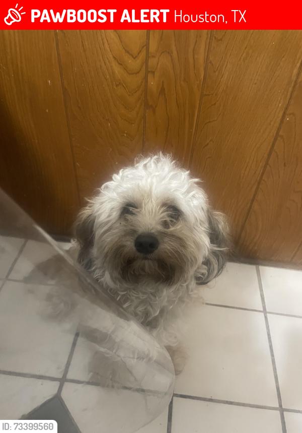 Lost Male Dog last seen Langdon Lane and Corporate, Houston, TX 77036