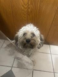 Lost Male Dog last seen Langdon Lane and Corporate, Houston, TX 77036