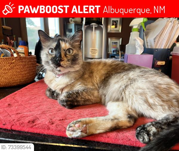 Lost Female Cat last seen Eubank and Paseo del Norte, Albuquerque, NM 87122
