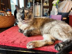Lost Female Cat last seen Eubank and Paseo del Norte, Albuquerque, NM 87122
