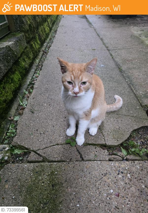 Found/Stray Male Cat last seen Williamson and Baldwin, Madison, WI 53703