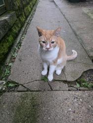 Found/Stray Male Cat last seen Williamson and Baldwin, Madison, WI 53703