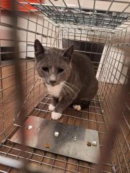 Found/Stray Unknown Cat last seen Charlie's Drive-In Diner, Hortonville, WI 54944