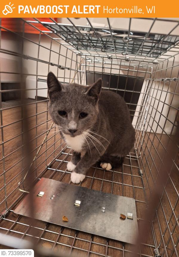 Found/Stray Unknown Cat last seen Charlie's Drive-In Diner, Hortonville, WI 54944