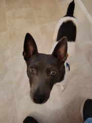 Reunited Male Dog last seen Odum rd and main st, Gardendale, AL 35071