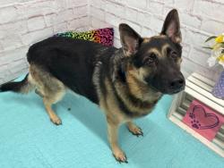 Shelter Stray Male Dog last seen Near BLOCK OTSEGO ST, DETROIT, MI 48204, 7401 Chrysler Dr, Detroit, MI 48211, USA