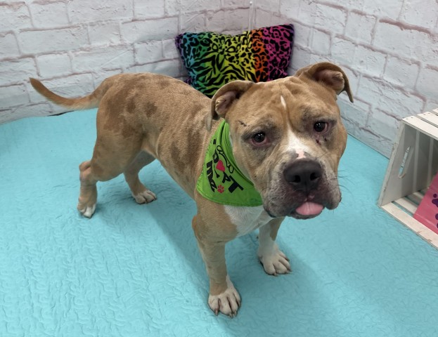 Shelter Stray Male Dog last seen Near BLOCK WHITCOMB ST, DETROIT MI 48227, 7401 Chrysler Dr, Detroit, MI 48211, USA