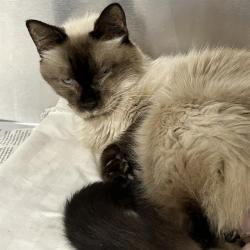 Shelter Stray Male Cat last seen , 4710 TX-151, San Antonio, TX 78227, USA