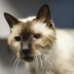 Shelter Stray Male Cat last seen Near BLOCK CULEBRA, 4710 TX-151, San Antonio, TX 78227, USA