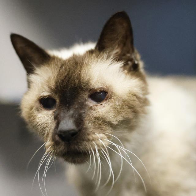 Shelter Stray Male Cat last seen Near BLOCK CULEBRA, 4710 TX-151, San Antonio, TX 78227, USA