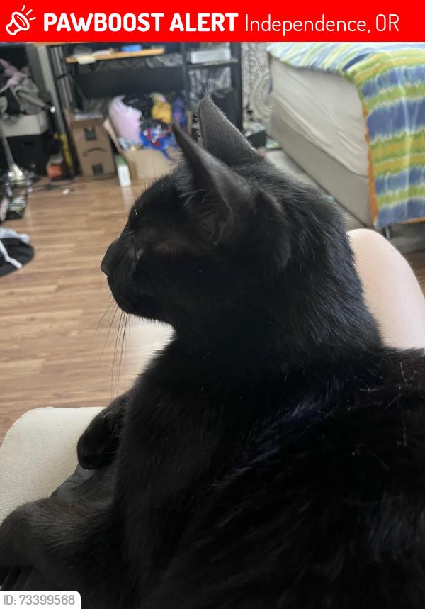 Lost Male Cat last seen Near John Pfaff Park, Independence, OR 97351