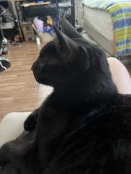 Lost Male Cat last seen Near John Pfaff Park, Independence, OR 97351