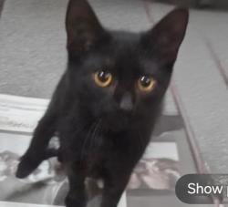 Shelter Stray Female Cat last seen , 3201 Lacy St, Los Angeles, CA 90031, USA