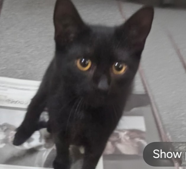 Shelter Stray Female Cat last seen , 3201 Lacy St, Los Angeles, CA 90031, USA