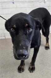 Shelter Stray Male Dog last seen Near BLOCK W MILL ST APT 71, 333 Chandler Pl, San Bernardino, CA 92408, USA