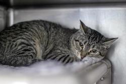 Shelter Stray Female Cat last seen CHARLOTTE, 8315 Byrum Dr, Charlotte, NC 28217, USA