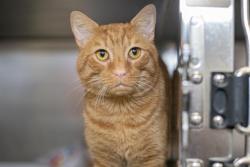 Shelter Stray Male Cat last seen CHARLOTTE, 8315 Byrum Dr, Charlotte, NC 28217, USA