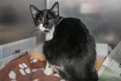 Shelter Stray Female Cat last seen CHARLOTTE, 8315 Byrum Dr, Charlotte, NC 28217, USA