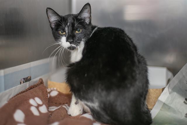 Shelter Stray Female Cat last seen CHARLOTTE, 8315 Byrum Dr, Charlotte, NC 28217, USA