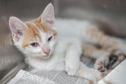 Shelter Stray Male Cat last seen CHARLOTTE, 8315 Byrum Dr, Charlotte, NC 28217, USA