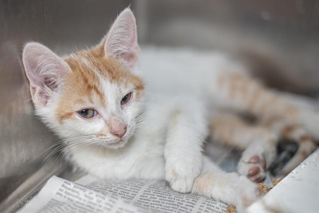 Shelter Stray Male Cat last seen CHARLOTTE, 8315 Byrum Dr, Charlotte, NC 28217, USA
